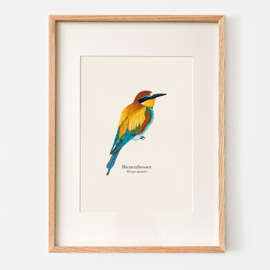 A3 Poster Vögel – Bienenfresser Bild im Rahmen