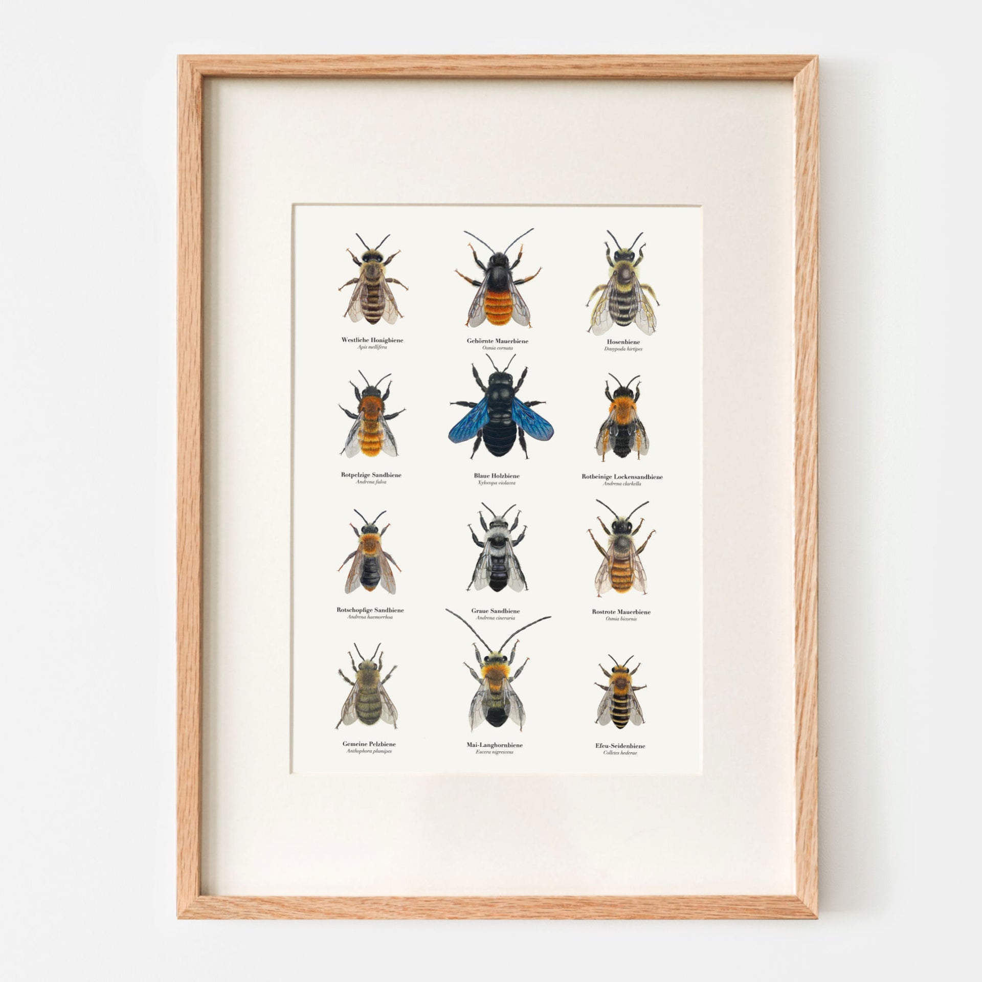Natur Poster Bienen – 12 Bienen Zeichnungen zum Wildbienen bestimmen –  Terillu