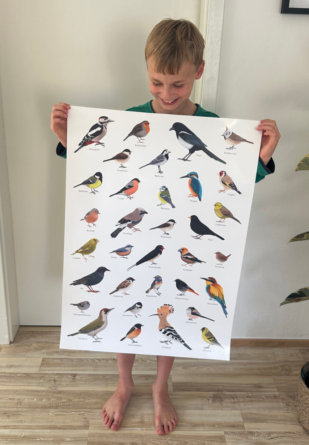 A1 Poster Heimische Vögel – Zeichnungen von 33 Arten mit Namen