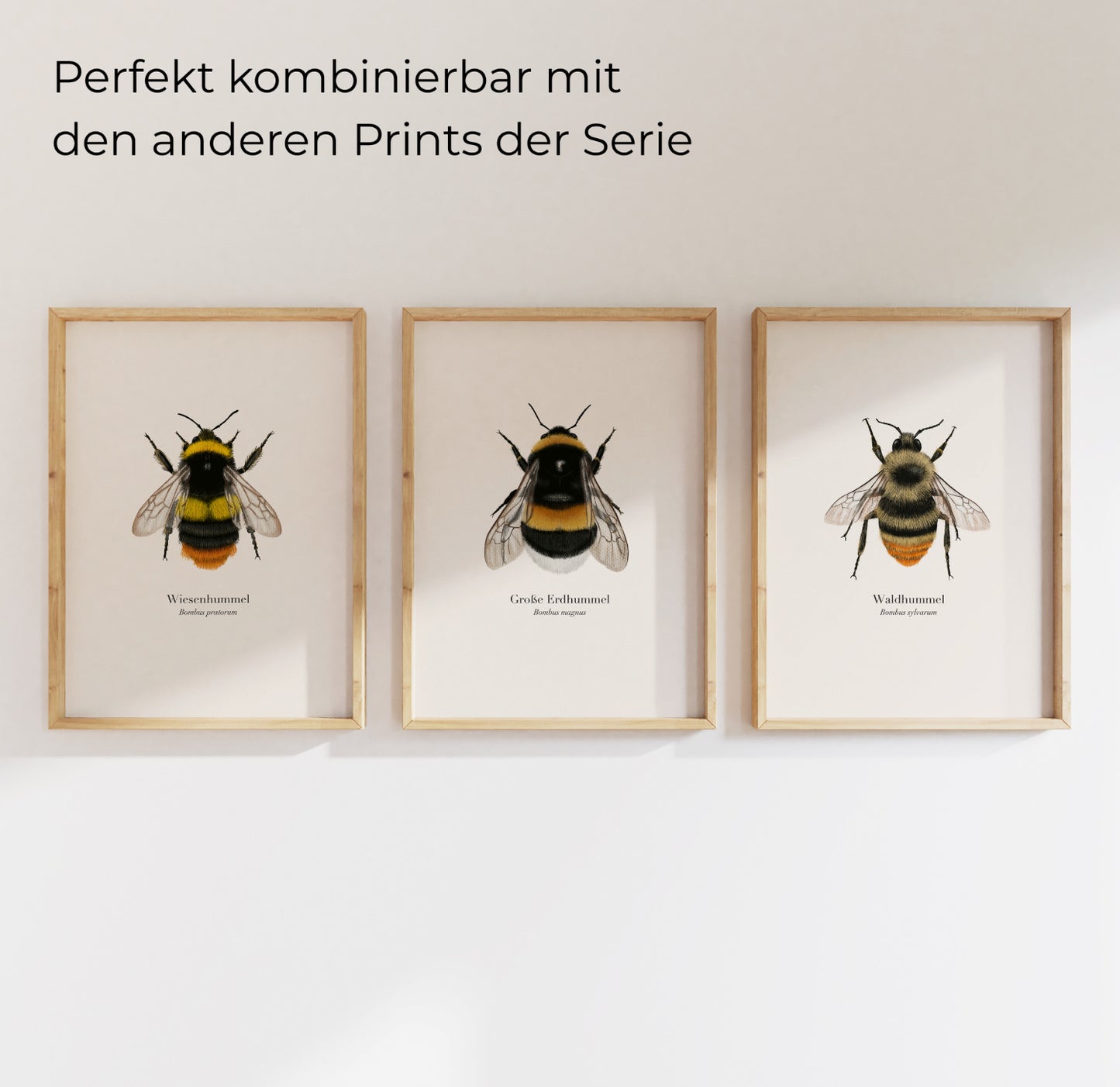 Wiesenhummel Große Erdhummel Waldhummel Poster Set gerahmt, heimische Hummelarten Illustrationen von Terillu