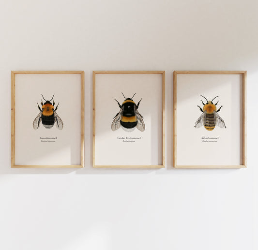Baumhummel Große Erdhummel Ackerhummel Poster Set gerahmt, Hummelarten Illustrationen von Terillu