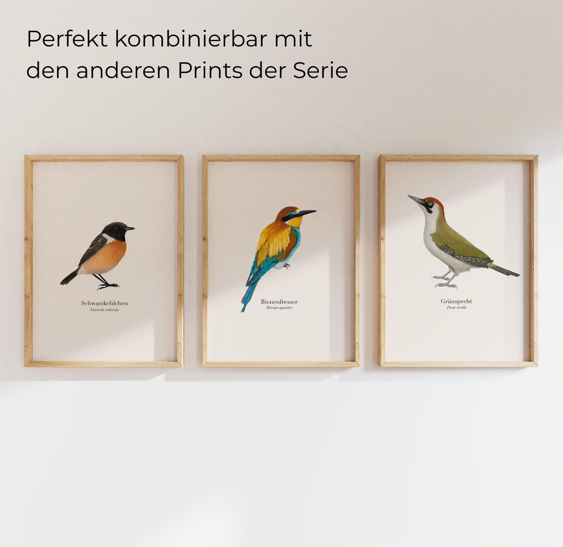 3er-Set Vogelposter mit Grünspecht, Bienenfresser und Schwarzkehlchen – gerahmte Naturillustrationen