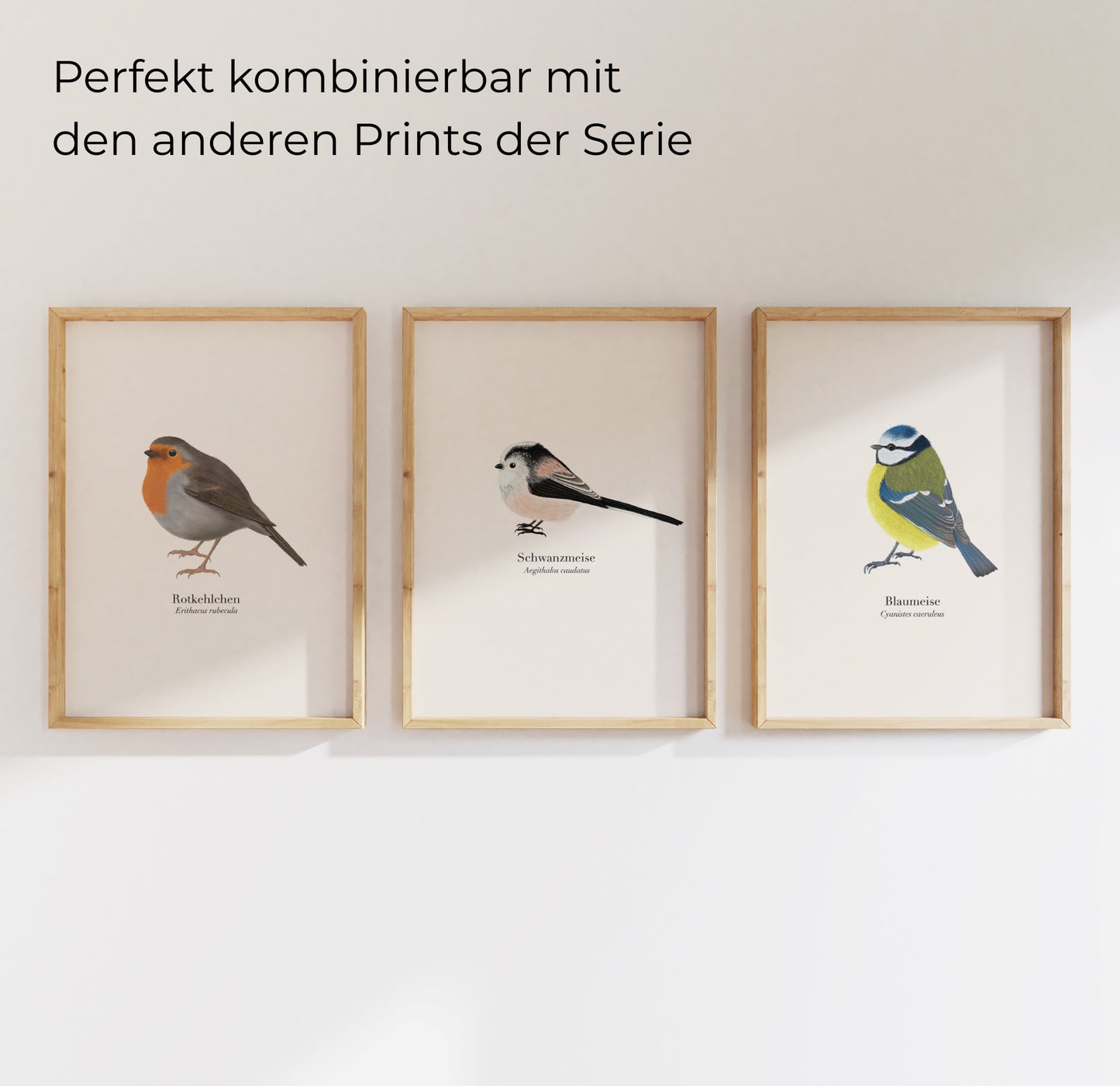 Rotkehlchen Schwanzmeise Blaumeise Poster Set gerahmt, heimische Singvögel Illustrationen von Terillu