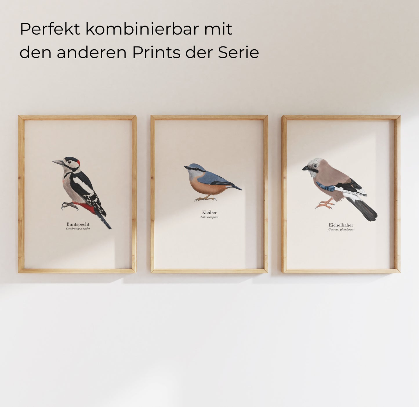 Buntspecht Kleiber Eichelhäher Poster Set gerahmt, heimische Waldvögel Illustrationen von Terillu