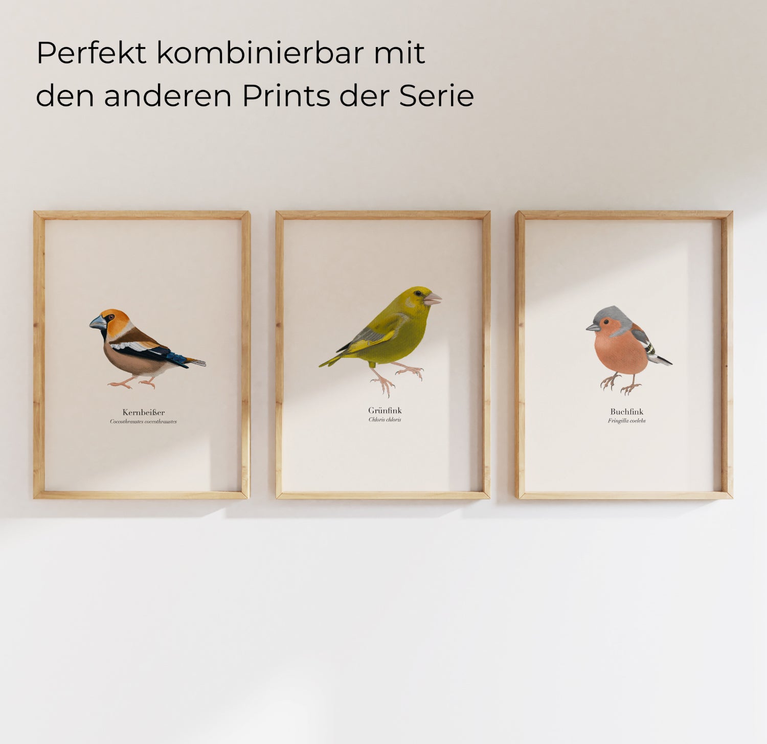 Drei gerahmte Vogelposter an der Wand: Kernbeißer, Grünfink und Buchfink