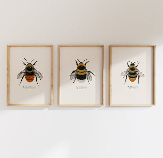 Berglandhummel Gartenhummel Waldhummel Poster Set gerahmt, heimische Hummelarten Illustrationen von Terillu