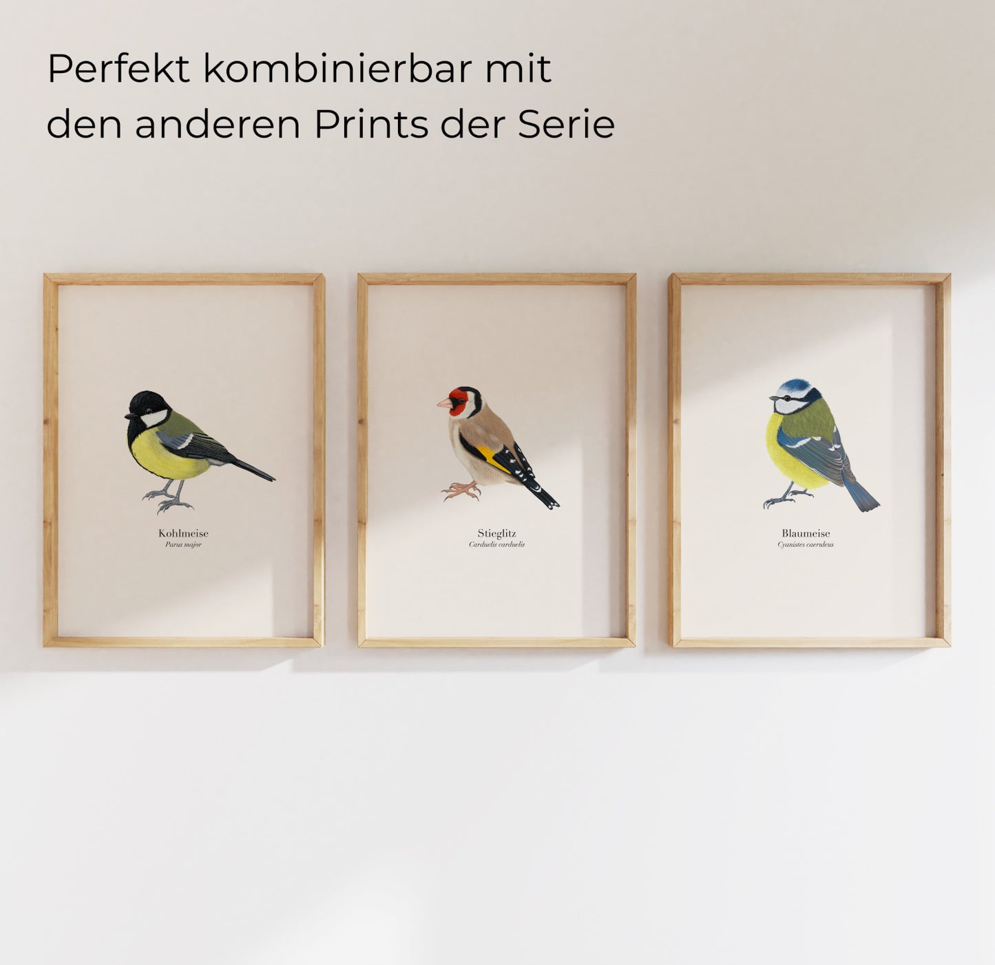 Stieglitz Kohlmeise Blaumeise Poster Set gerahmt, heimische Singvögel Illustrationen von Terillu