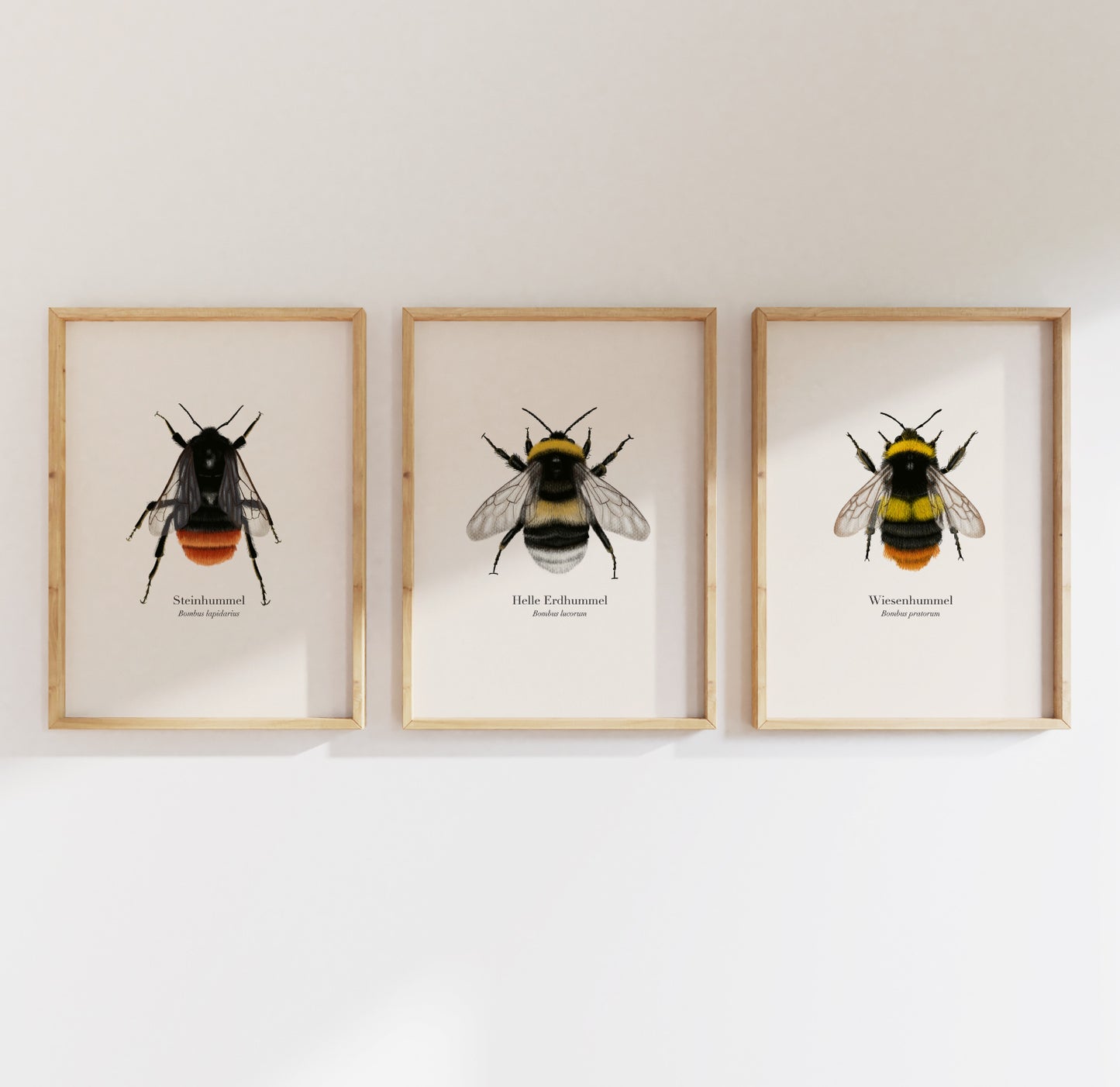 Steinhummel Helle Erdhummel Wiesenhummel Poster Set gerahmt, Hummel Zeichnung von Terillu