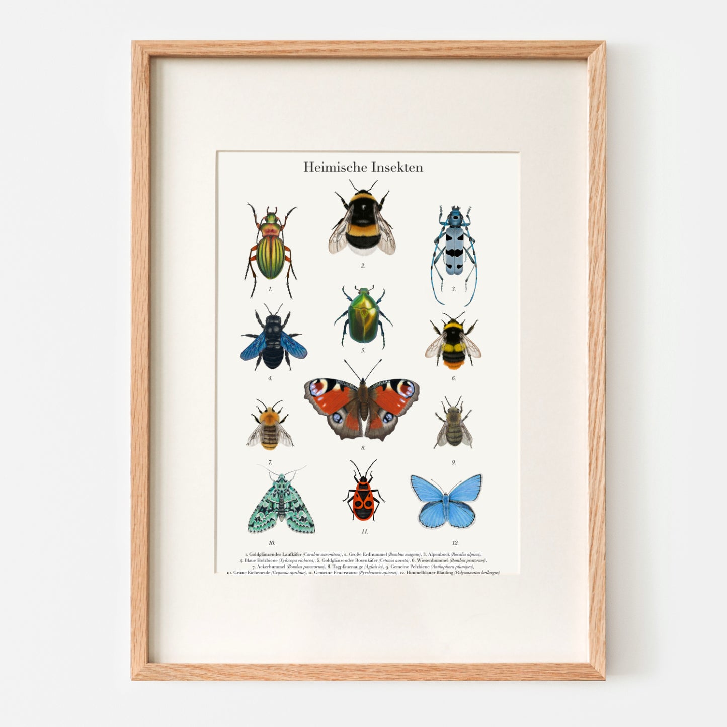 Handillustriertes Natur Poster mit 12 heimischen Insektenarten auf hochwertigem Naturpapier