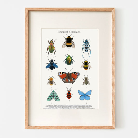 Handillustriertes Natur Poster mit 12 heimischen Insektenarten auf hochwertigem Naturpapier