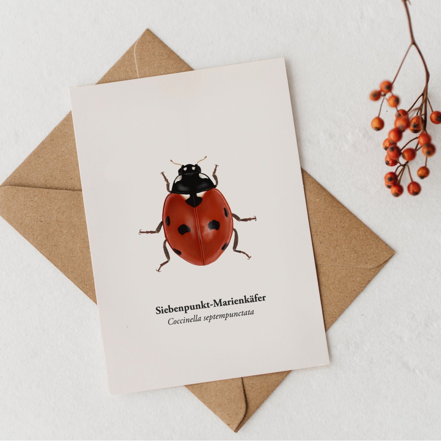 Postkarte mit Umschlag – Siebenpunkt-Marienkäfer naturgetreue Zeichnung