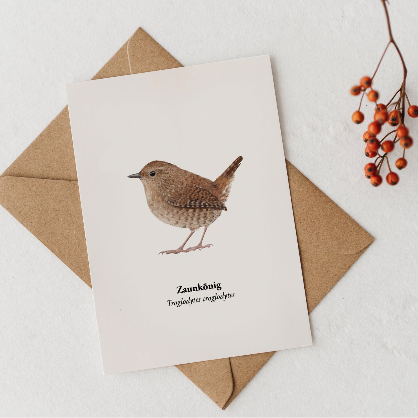 Zaunkönig Postkarte – Kunstpostkarte mit Vogel Zeichnung (Troglodytes troglodytes)