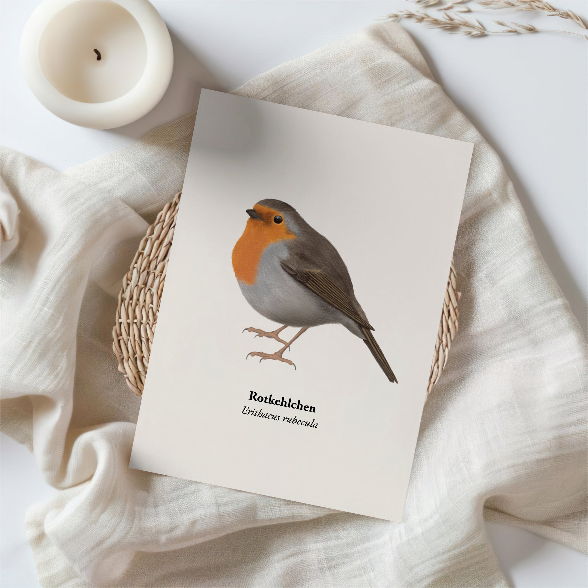 Rotkehlchen Postkarte freigestellt auf weißem Hintergrund, A6 Mini-Kunstdruck mit Vogelillustration.