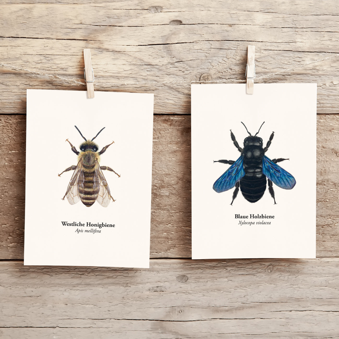 Westliche Honigbiene und Blaue Holzbiene Postkarten von Terillu, handgezeichnete Insekten Illustrationen an Holzwäscheleine