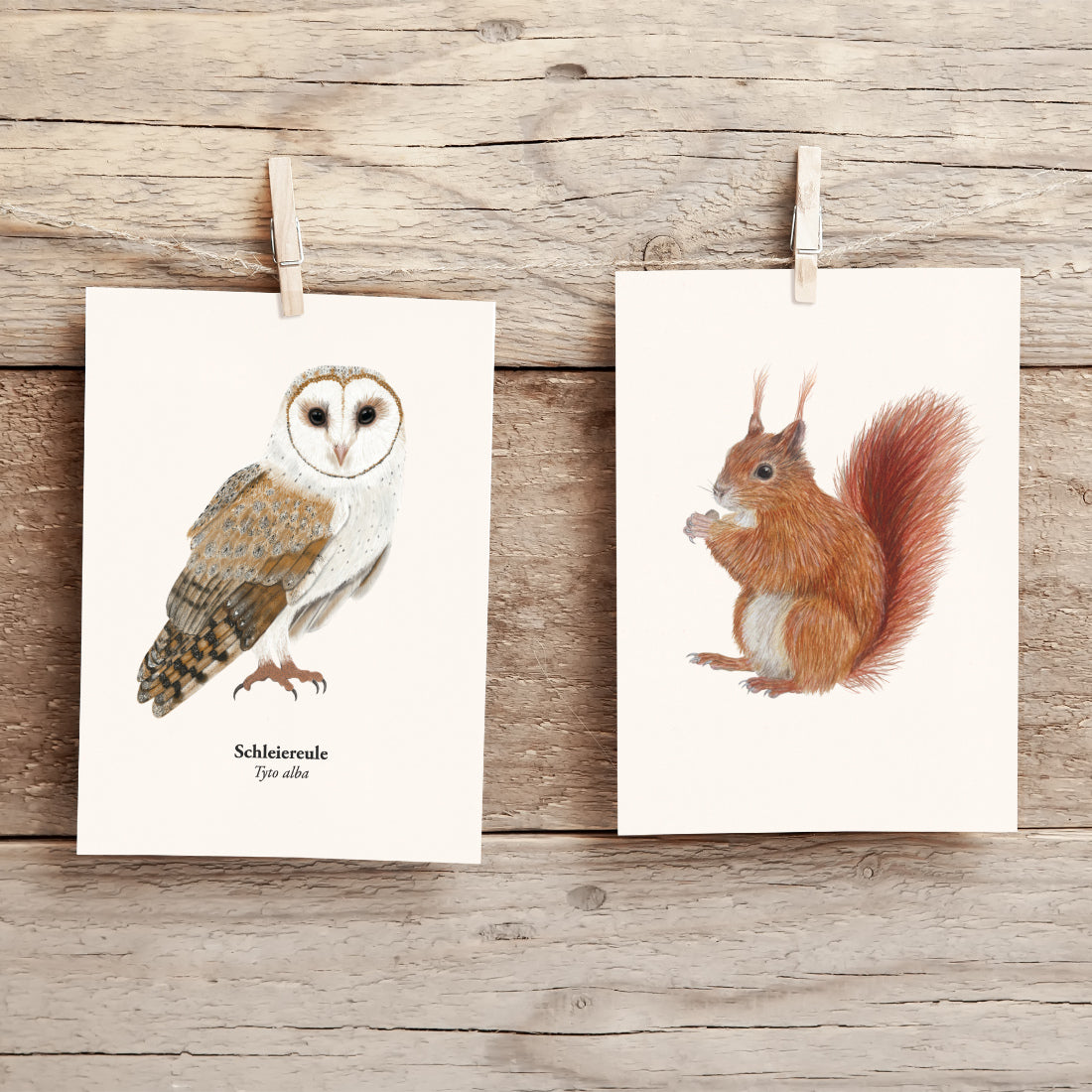 Waldtiere Postkaren Set
