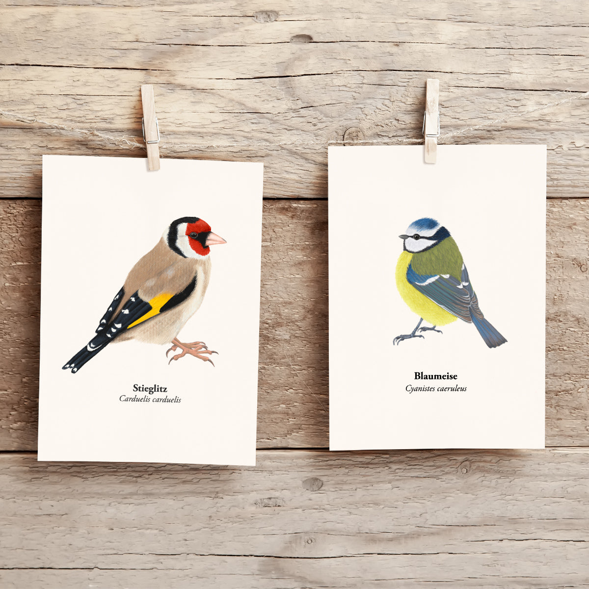  Stieglitz und Blaumeise Postkarten von Terillu, handgezeichnete Vogel Illustrationen heimische Singvögel