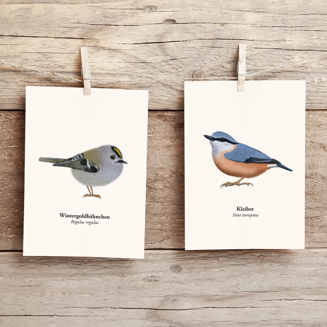 Wintergoldhähnchen und Kleiber Postkarten von Terillu, handgezeichnete Vogel Illustrationen heimische Singvögel