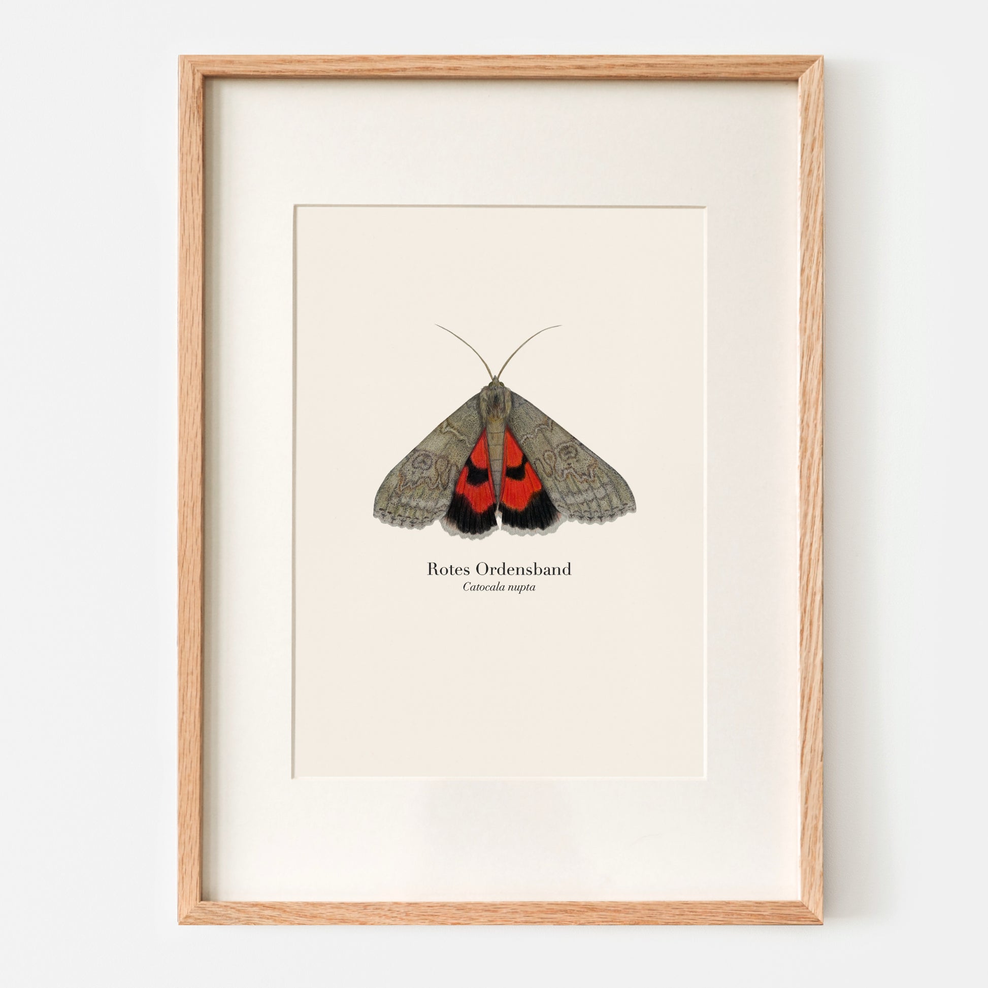 Nachtfalter Kunstdruck – künstlerische Illustration auf hochwertigem Naturpapier, FSC®-zertifiziert