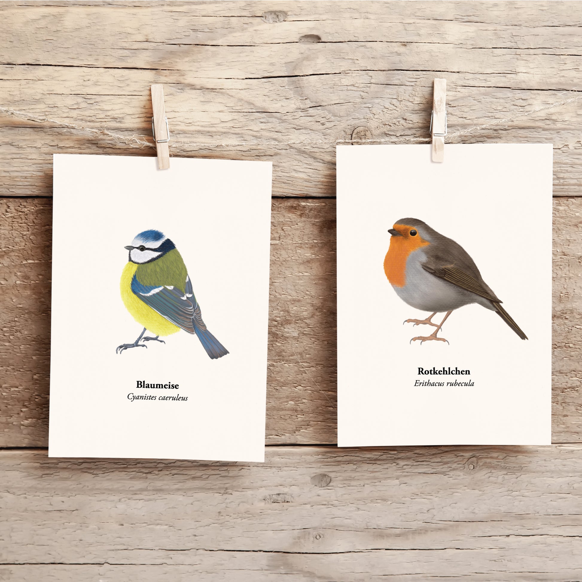 Postkarten mit Rotkehlchen und Blaumeise nebeneinander, naturgetreue Vogelillustrationen im A6 Format.