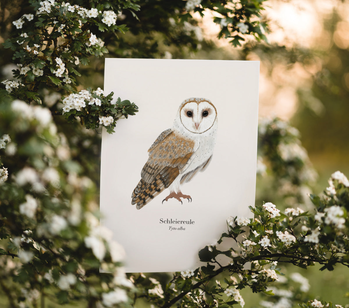 Eule Zeichnung – Schleiereule (Tyto alba) Natur Poster A4 & A3