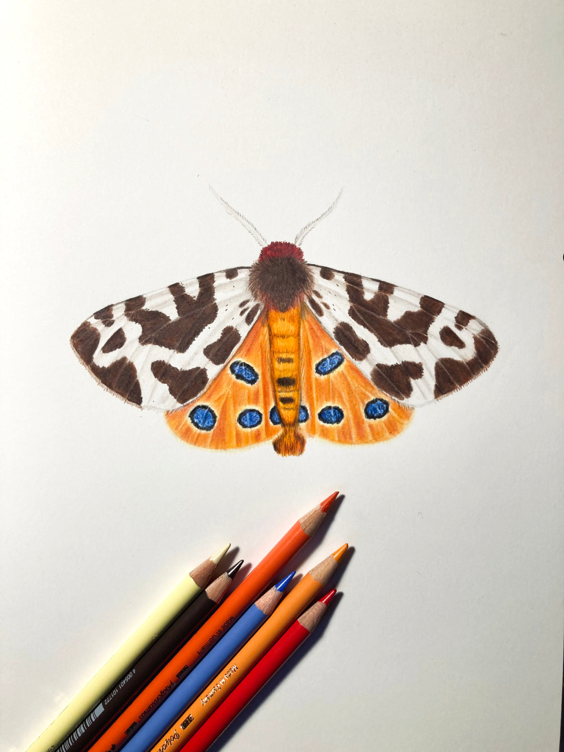 Brauner Bär – Schmetterling Zeichnung als Postkarte (Arctia caja)