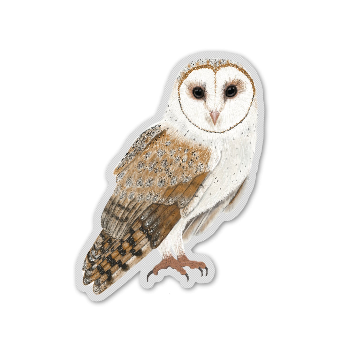 Schleiereule Vinyl Sticker mit transparenter Kontur und detailreicher Eulen Illustration