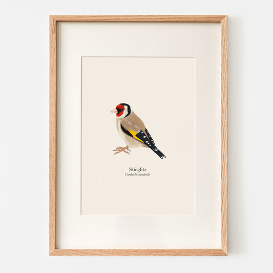 Stieglitz Poster A4 gerahmt mit Passepartout, Distelfink Vogel Illustration