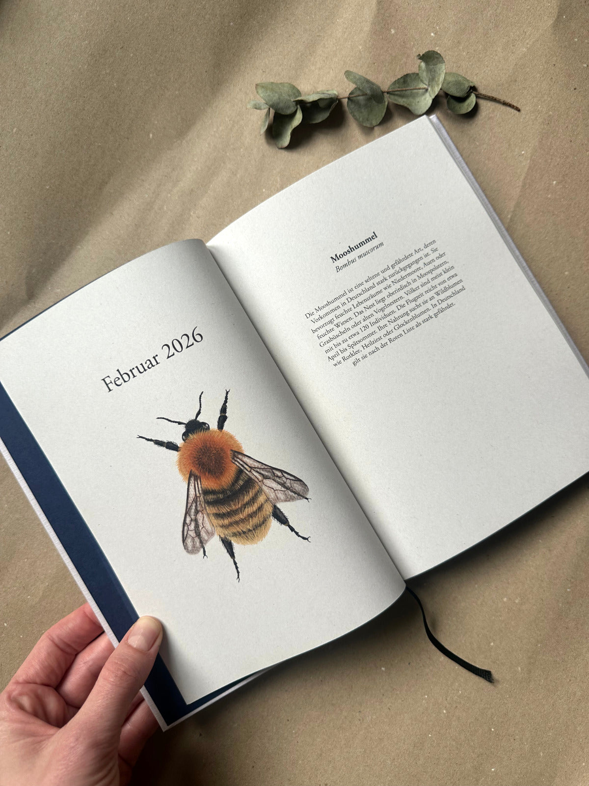 Detailansicht Mooshummel Illustration im Planer 2026