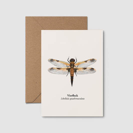 Vierfleck Libelle Postkarte im A6 Format mit braunem Kraftpapierumschlag – naturgetreue Libellen Illustration auf hellem Bilderdruckpapier.