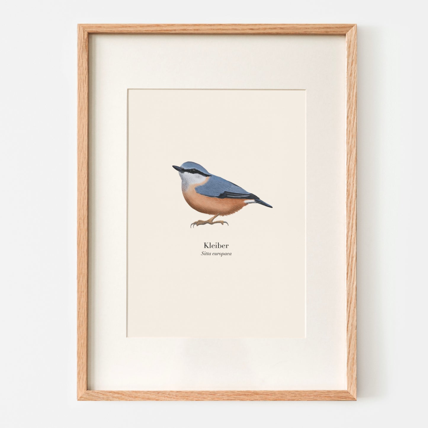 Kleiber Poster A4 im Holzrahmen mit Passepartout, Vogel Illustration Sitta europaea