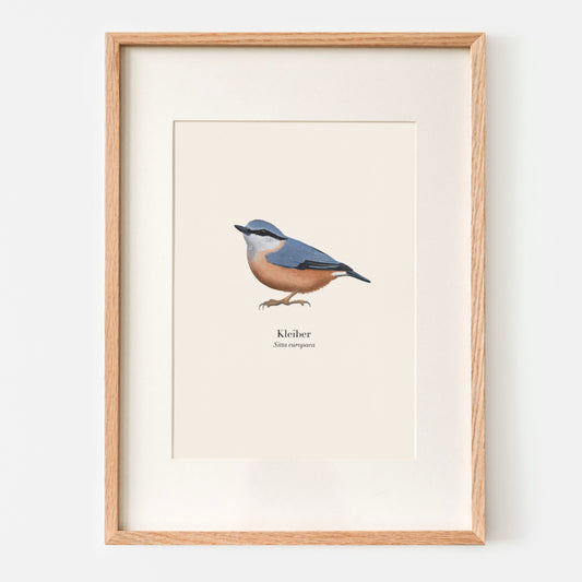 Kleiber Poster A4 im Holzrahmen mit Passepartout, Vogel Illustration Sitta europaea