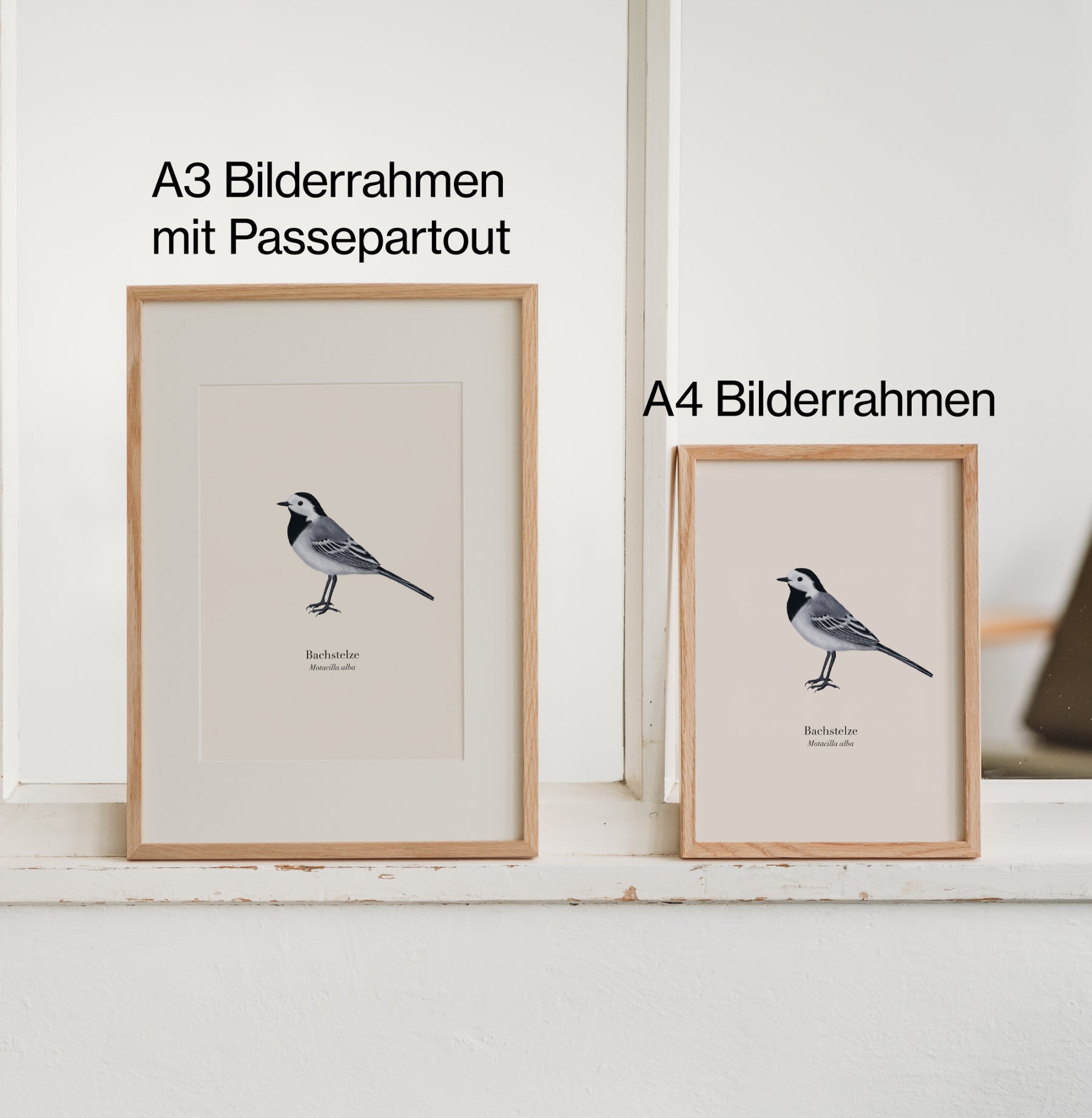 Bachstelze Poster in A3 Bilderrahmen mit Passepartout und A4 Rahmen, zum Vergleich nebeneinander aufgestellt