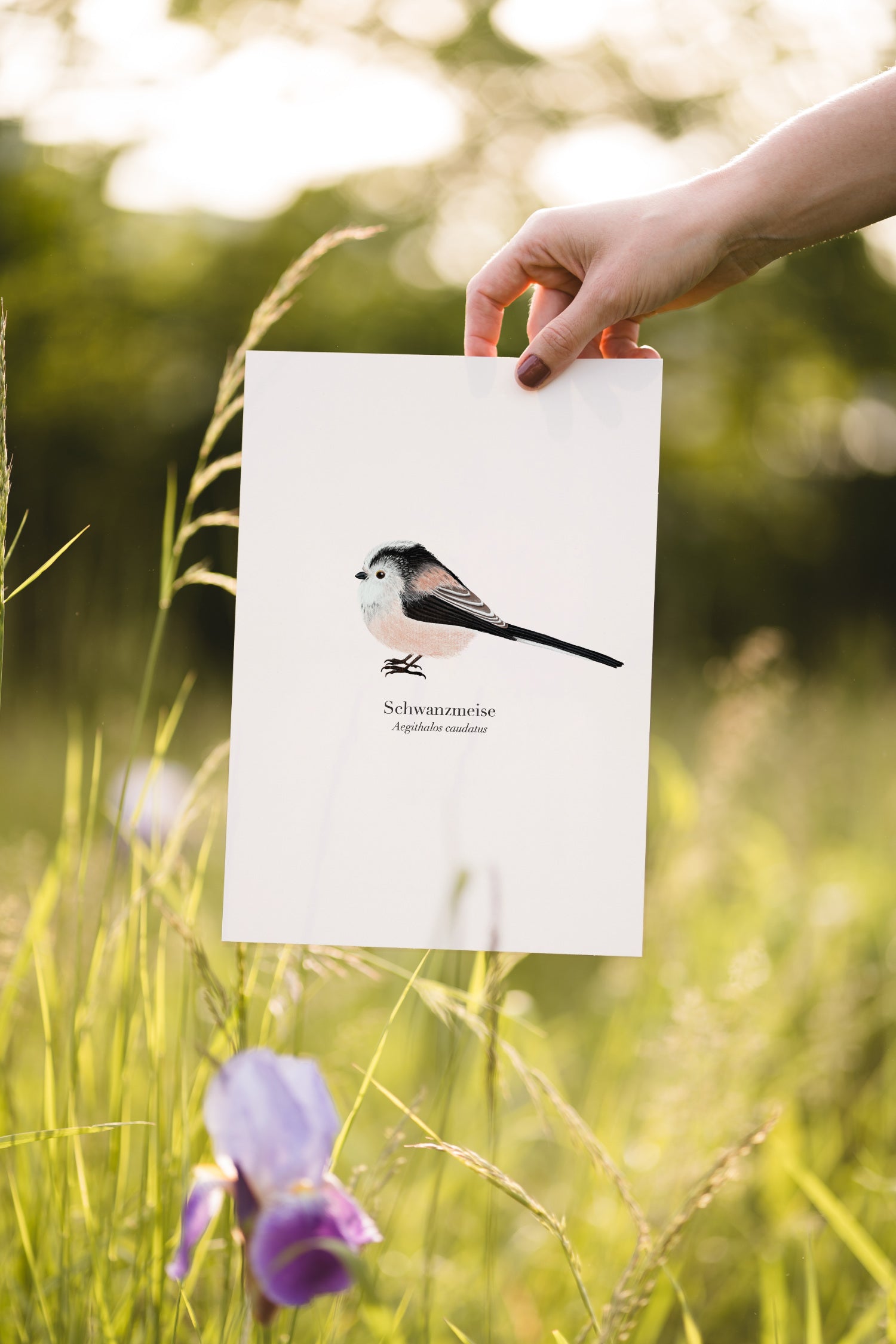 Schwanzmeise Poster A4 gerahmt mit Passepartout, Vogel Illustration Aegithalos caudatus