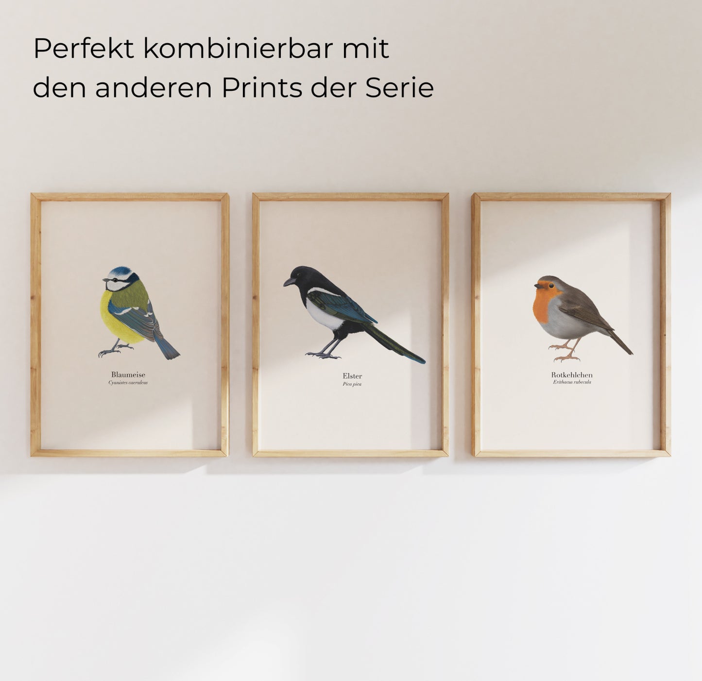 Wandgalerie mit Vogel Illustrationen – Blaumeise, Elster und Rotkehlchen als gerahmte Kunstdrucke.