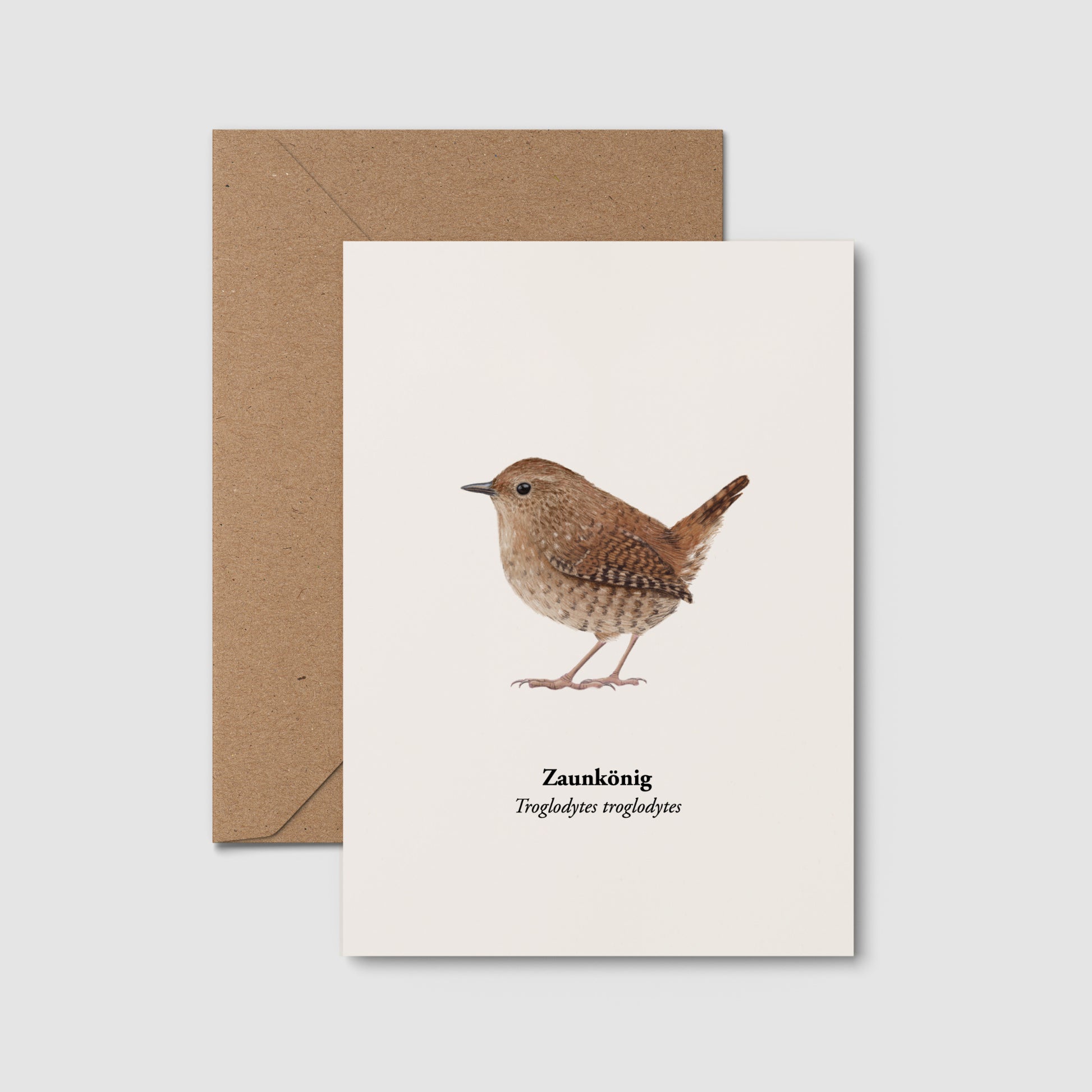 Zaunkönig Kunstpostkarte – Vogel Illustration Troglodytes troglodytes A6