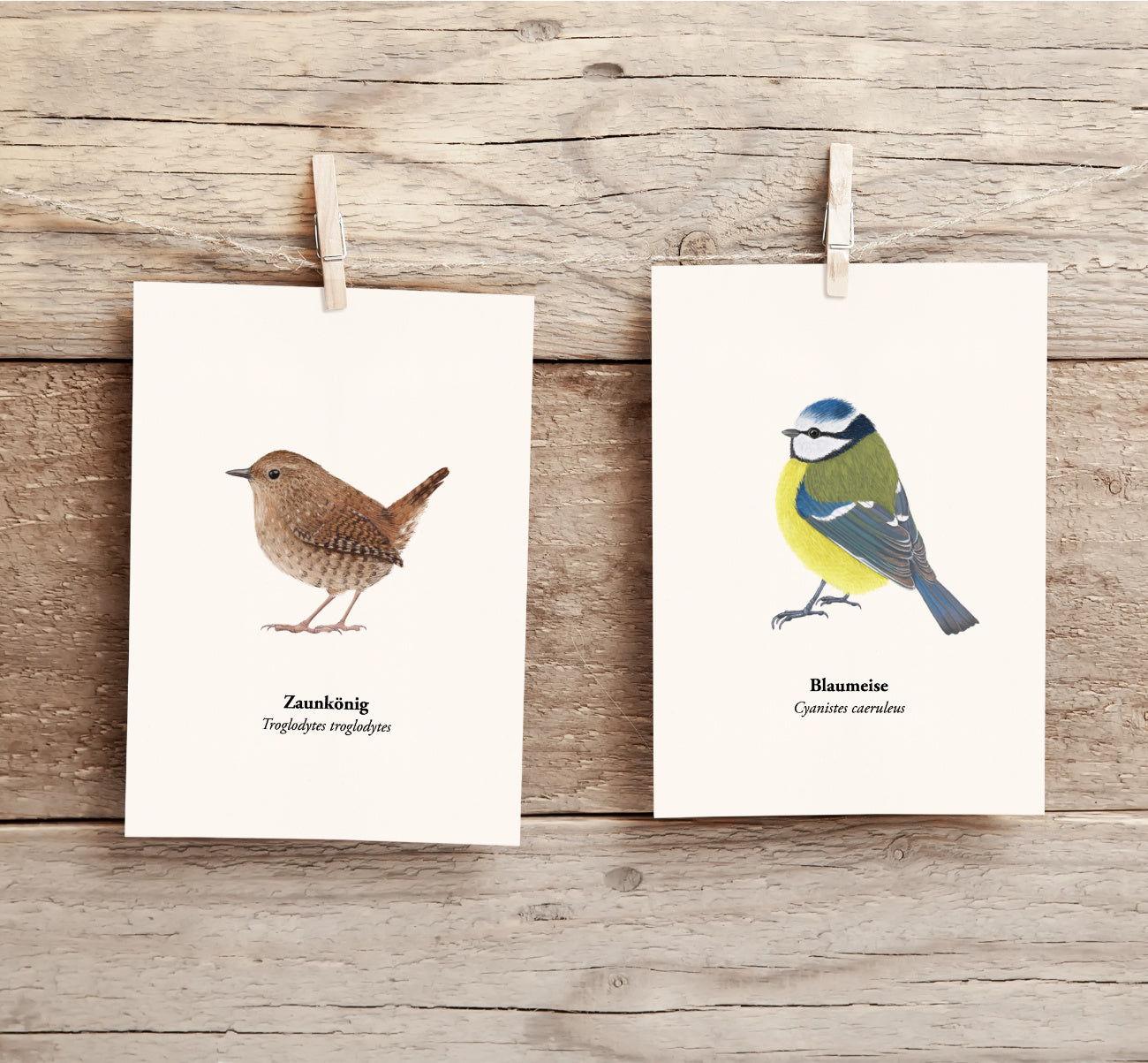 Natur Postkarten Set mit Vogel Zeichnung
