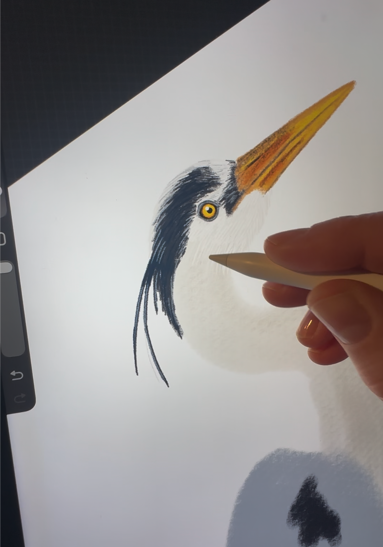 Digitale Buntstiftzeichnung eines Graureihers in Entstehung – Naturillustration auf dem Tablet