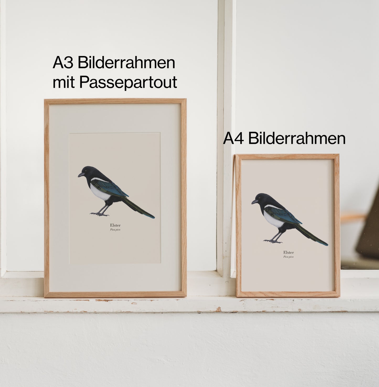 Elster Kunstdruck im Eichenholzrahmen mit Passepartout – naturgetreue Vogel Illustration als Wanddeko.