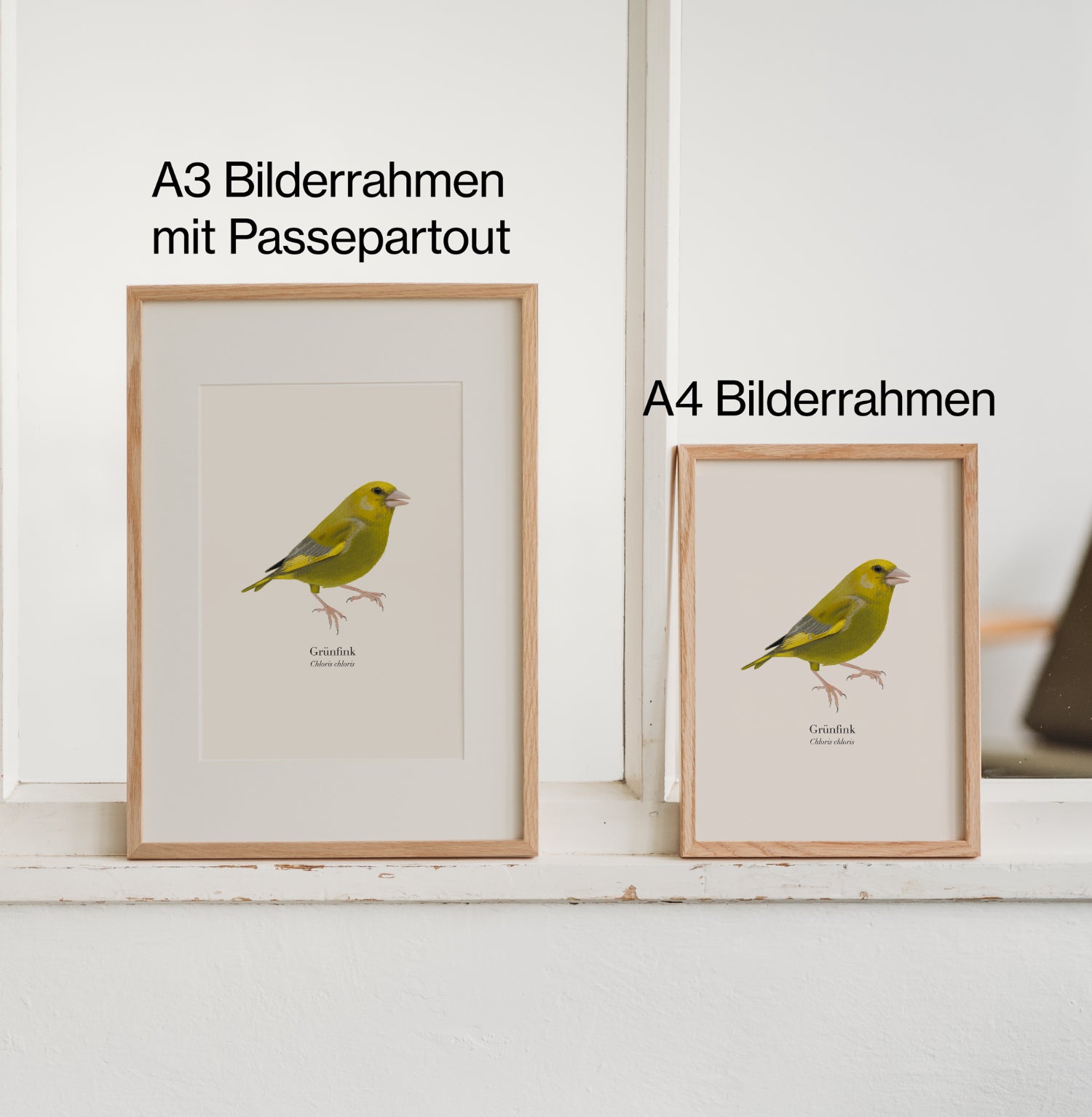 Grünfink Kunstdruck in A3 mit Passepartout und A4 Bilderrahmen im Größenvergleich
