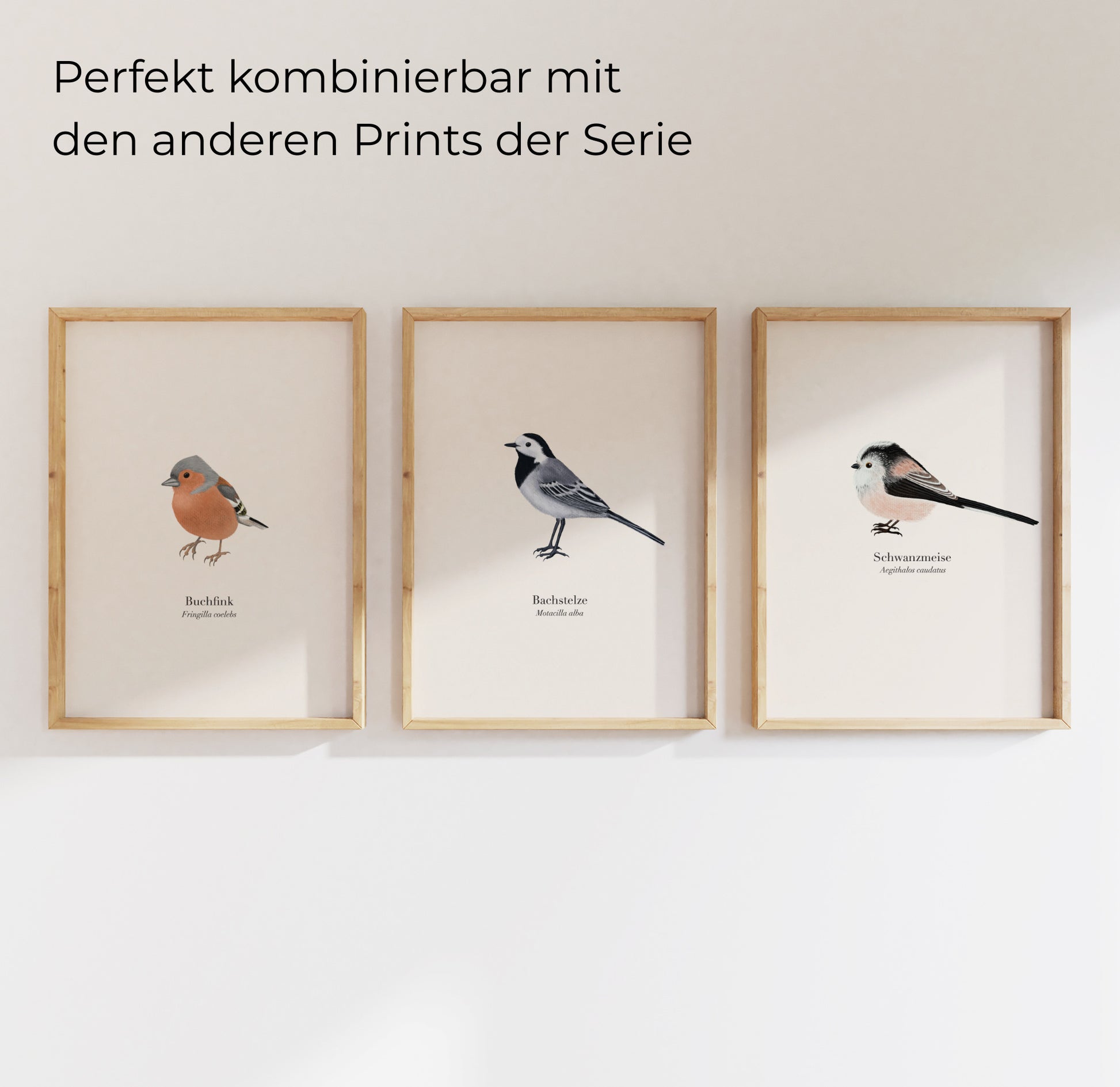 3er Poster-Set mit heimischen Vogelillustrationen: Buchfink, Bachstelze und Schwanzmeise in Holzrahmen