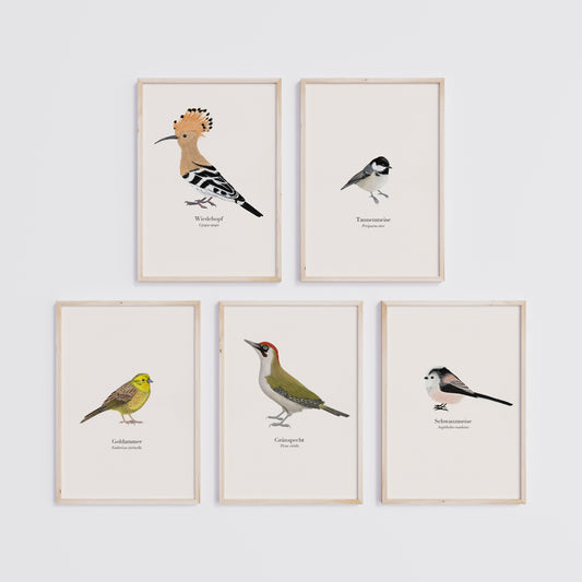5er Poster Set Vögel – Wiedehopf, Tannenmeise, Goldammer, Grünspecht und Schwanzmeise, personalisierbar & optional gerahmt