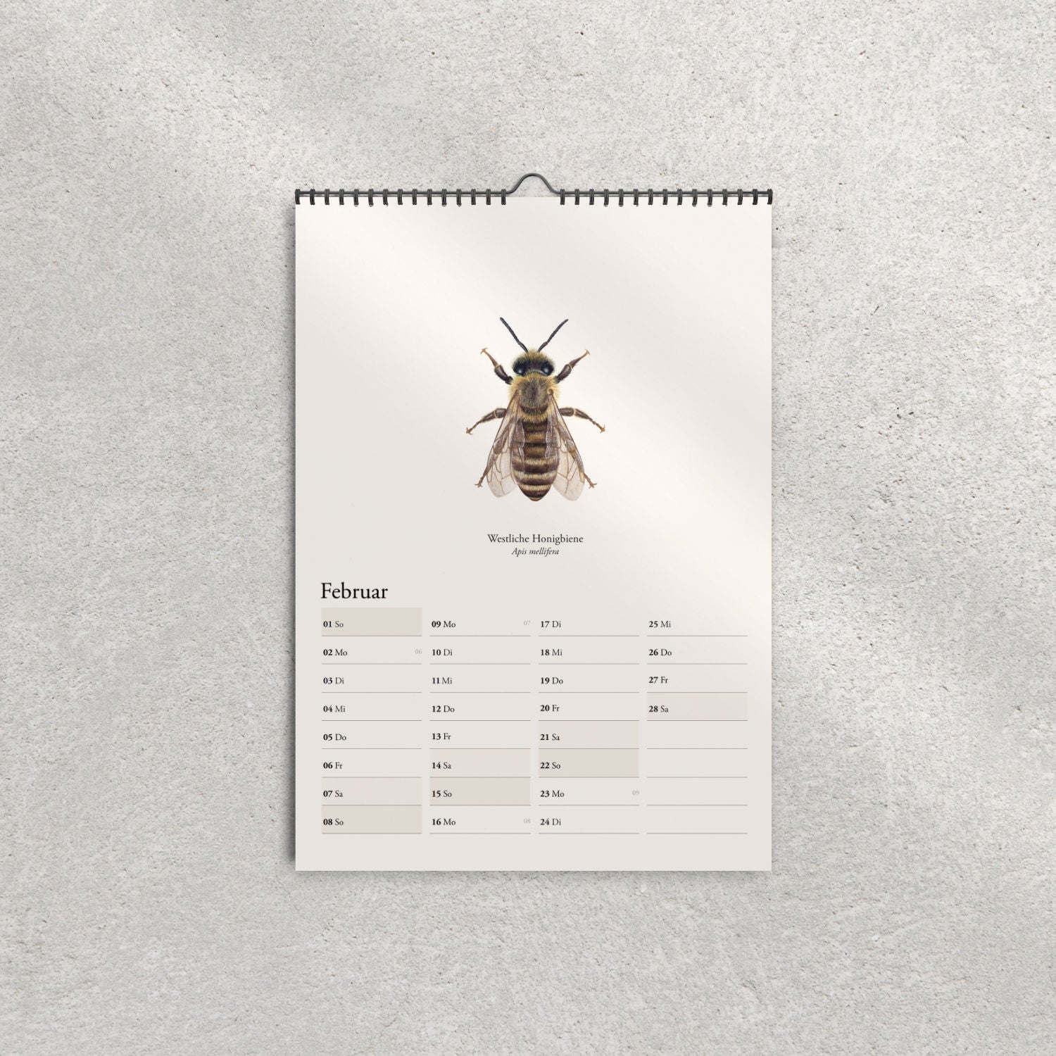Westliche Honigbiene (Apis mellifera) – Monatsseite Februar, Bienenkalender 2026