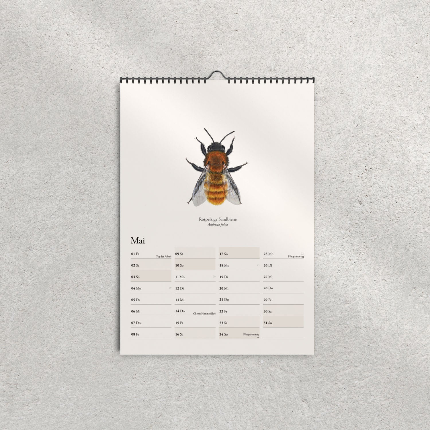 Rostpelzige Sandbiene (Andrena fulva) – Monatsseite Mai, Bienenkalender 2026