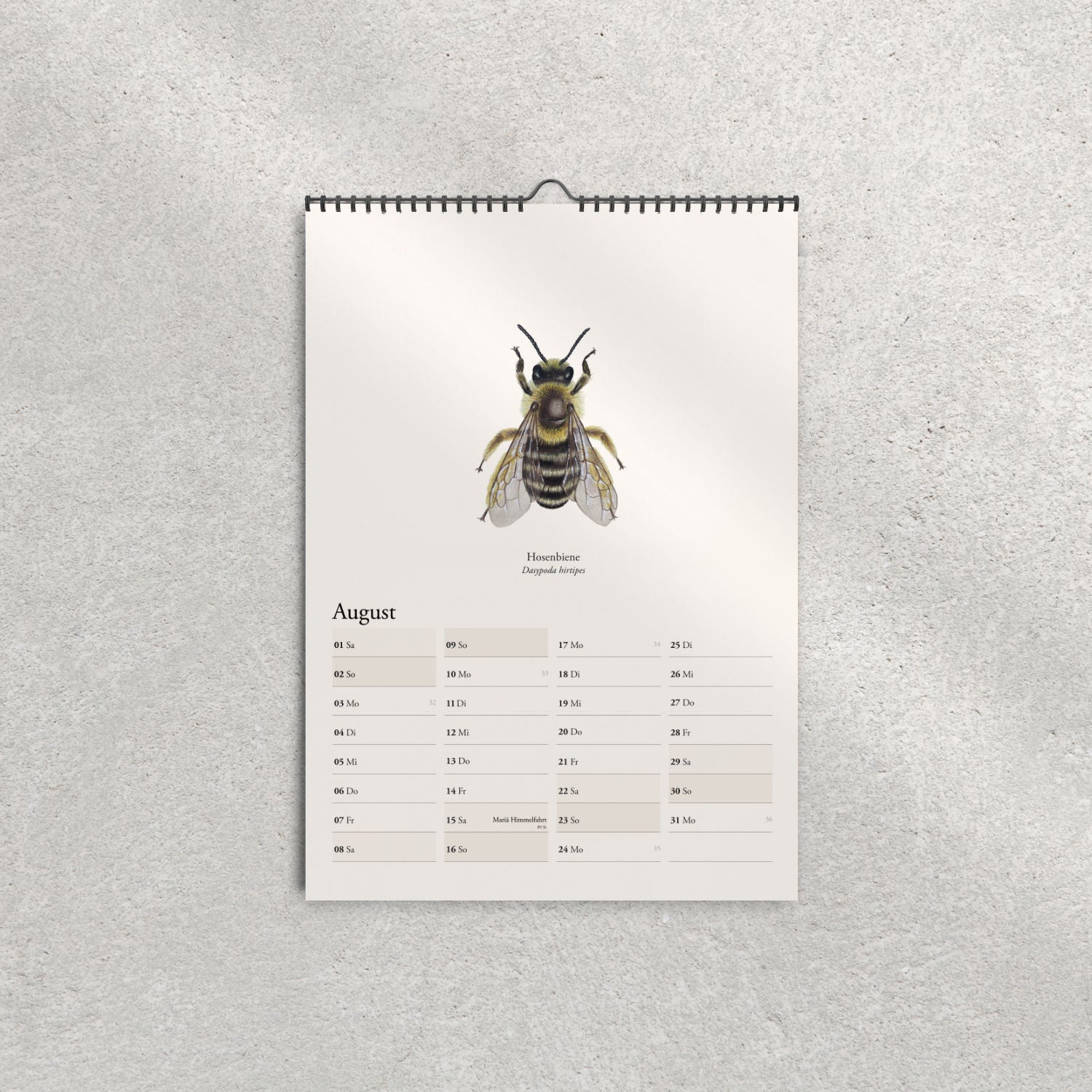 Hosenbiene (Dasypoda hirtipes) – Monatsseite August, Bienenkalender 2026