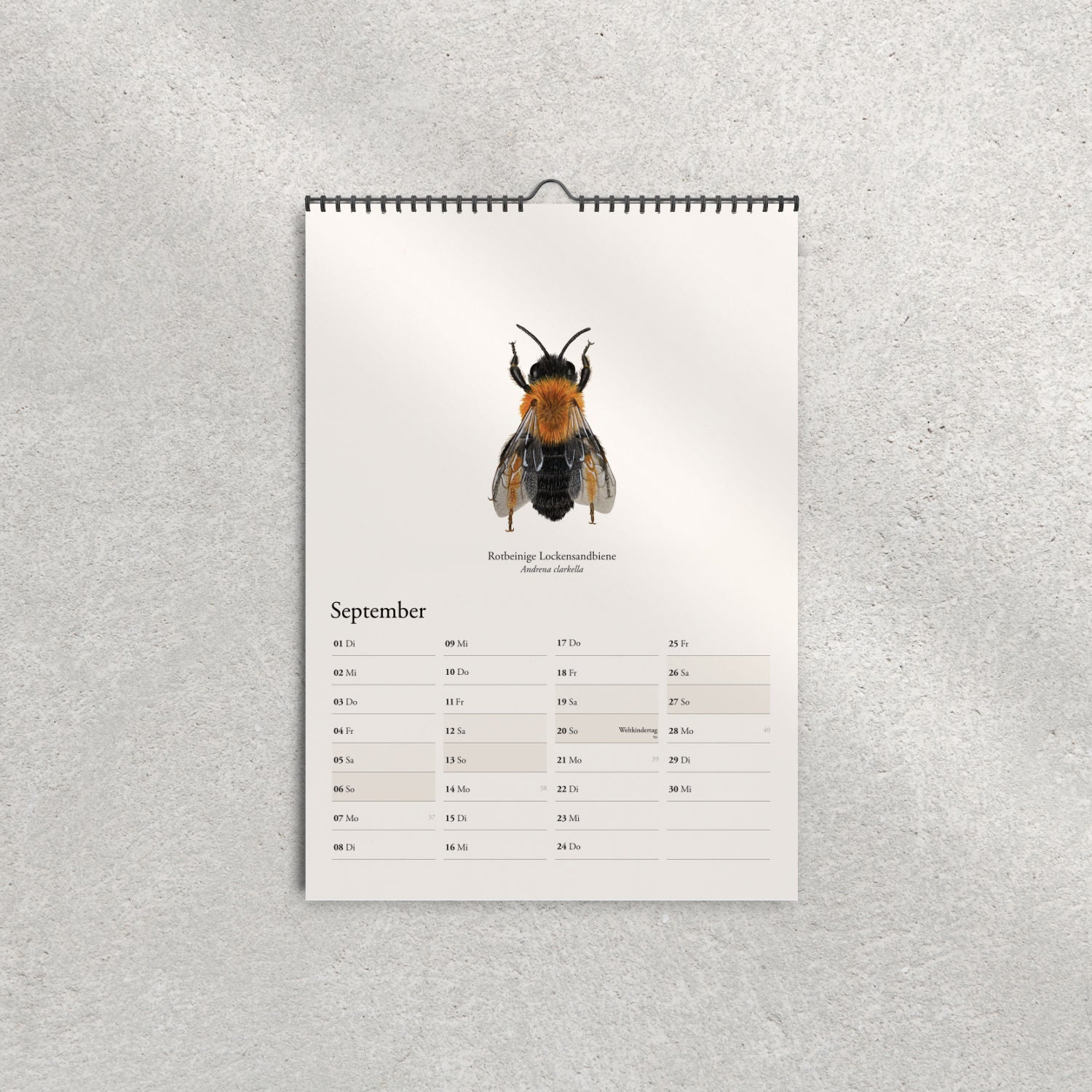 Rotbeinige Lockensandbiene (Andrena clarkella) – Monatsseite September, Bienenkalender 2026