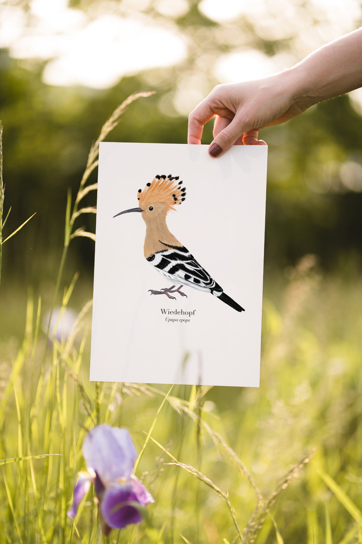 Hand hält Wiedehopf Poster – A4 Kunstdruck Naturpapier