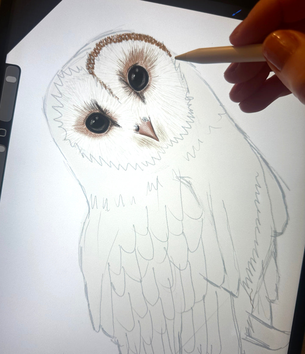 Detail der Schleiereule Zeichnung – feine Illustration der Eule Tyto alba auf Postkarte