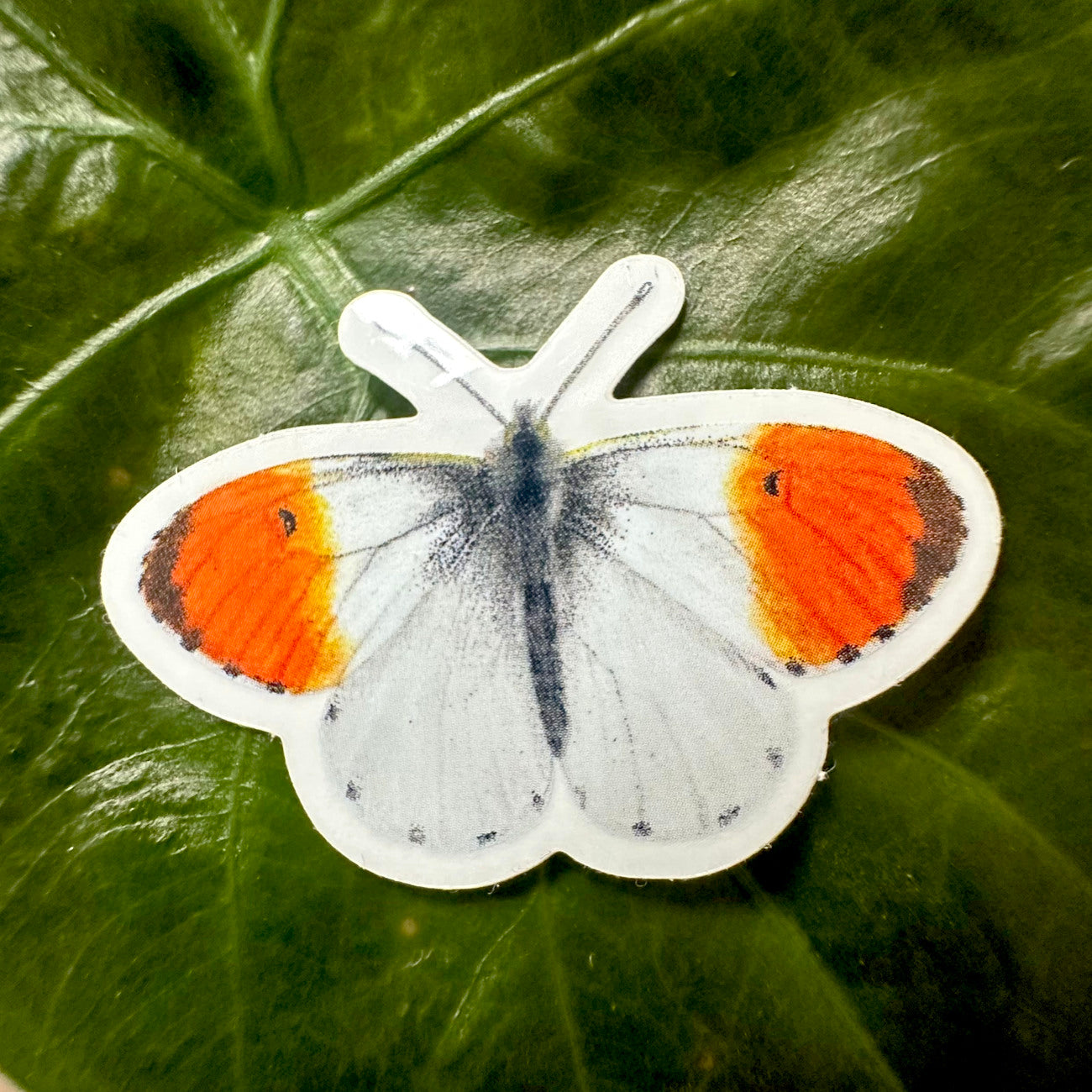 Aurorafalter Sticker aus Vinyl mit realistischer Schmetterling Illustration