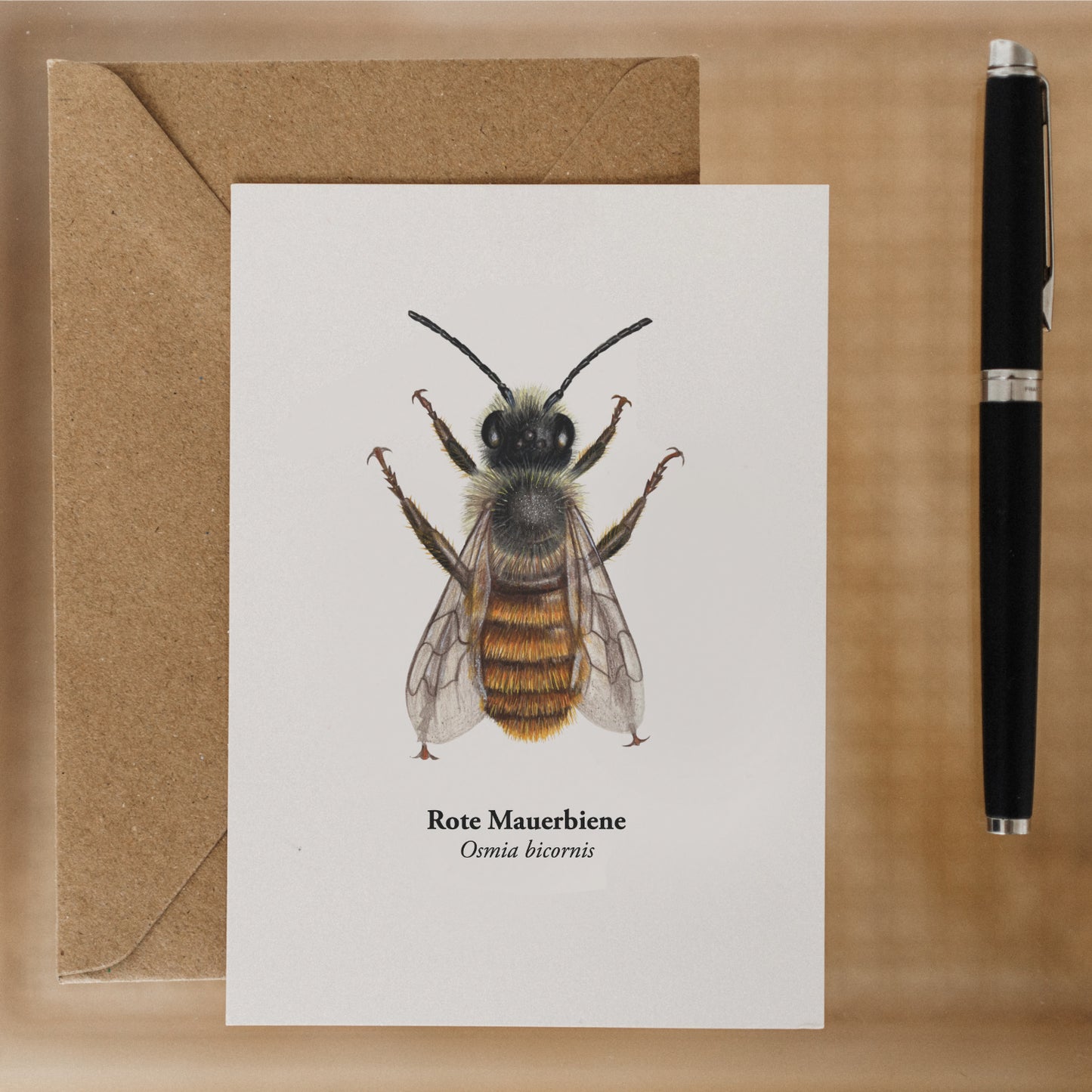 Rote Mauerbiene Postkarte A6 – Wildbiene Illustration Osmia bicornis