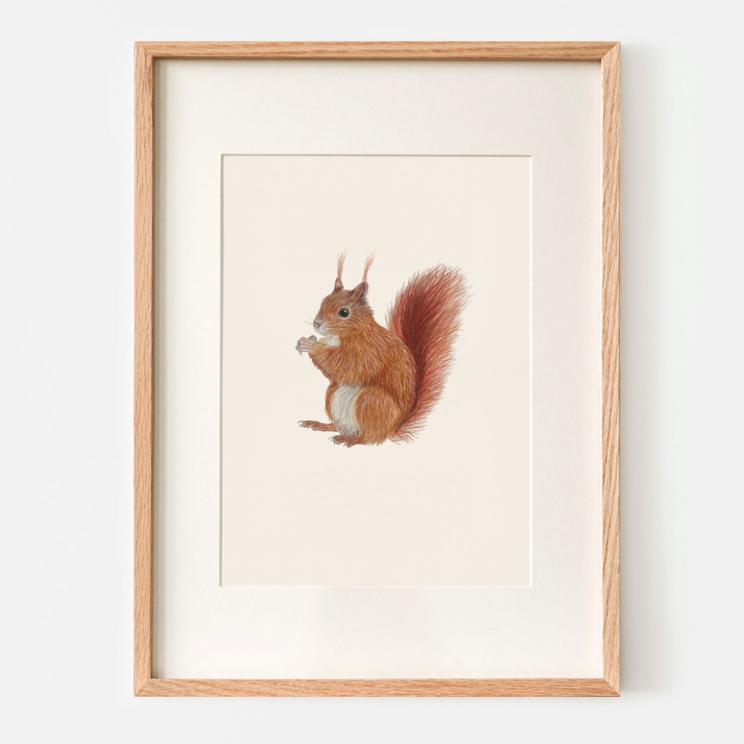 Naturillustrationen gerahmt – Eichhörnchen Wandbild
